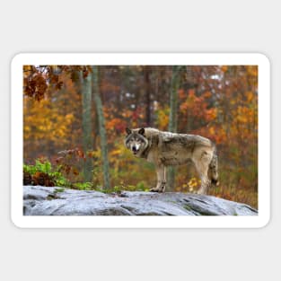 Timber Wolf Sticker